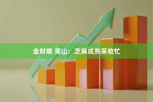 金财顺 英山：芝麻成熟采收忙